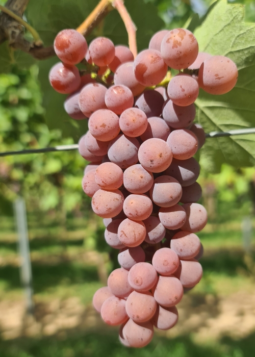 Souvignier gris 20260907 135950
